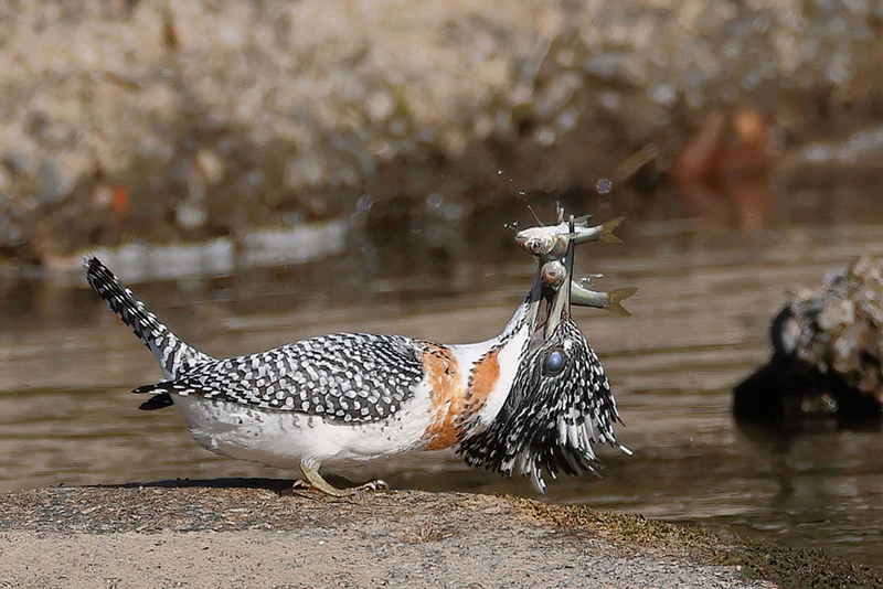 A crested kingfisher catching two fish in its beak at the waterside