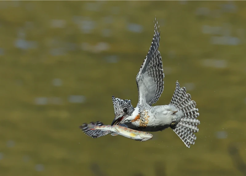 A kingfisher in flight with outstretched wings, carrying a fish in its beak