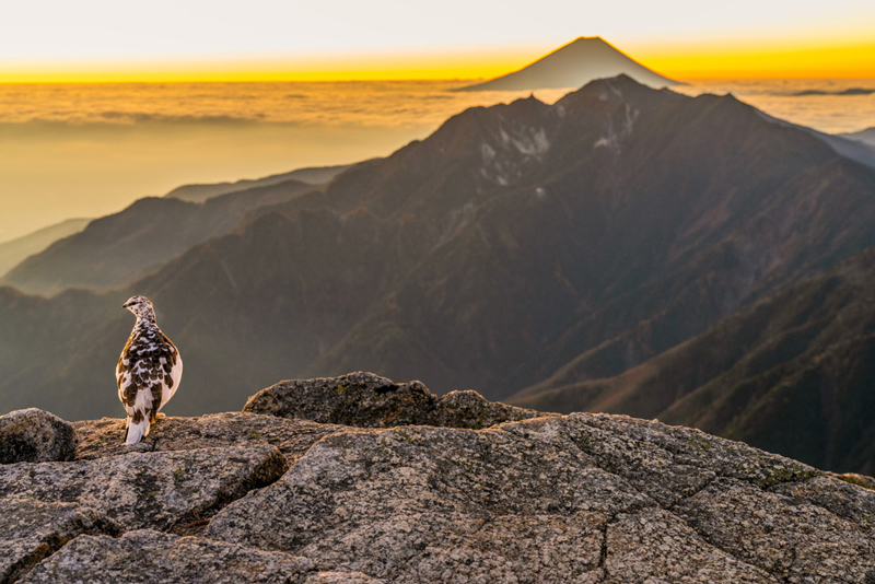 A rock ptarmigan on rocky terrain with a distant view of Mount Fuji in the morning glow