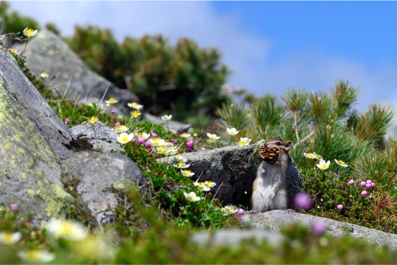 A photograph of a squirrel with a nut in its mouth. The surroundings are covered with numerous alpine plants.