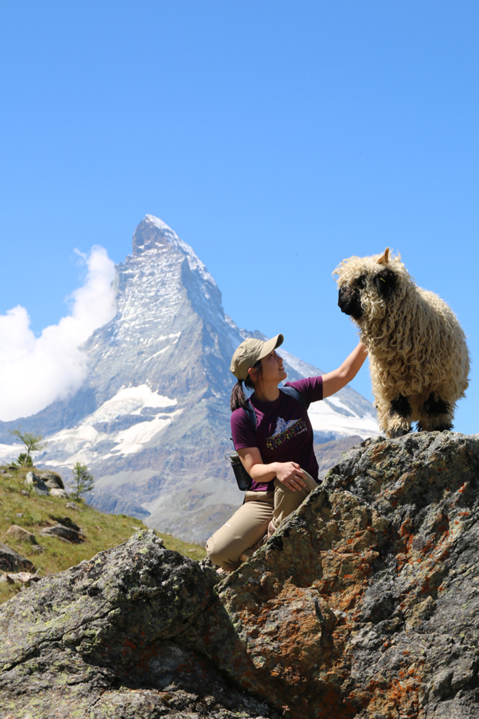 A woman in short sleeves is reaching out to touch a fluffy black-nosed sheep. In the background, there is a clear blue sky and the sharply towering Matterhorn.
