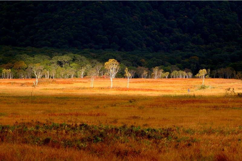 Trees standing in autumn-colored wetlands with hikers visible in the distance