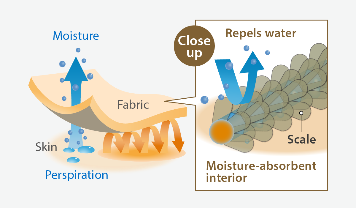 Illustration of the scale image on the surface of wool fibers. The explanation precedes the illustration.