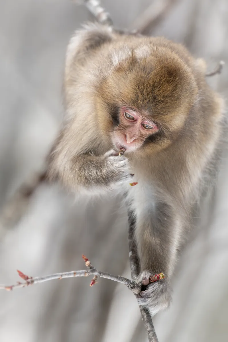 A monkey perched on a cherry blossom branch is seen nibbling on newly sprouted buds.