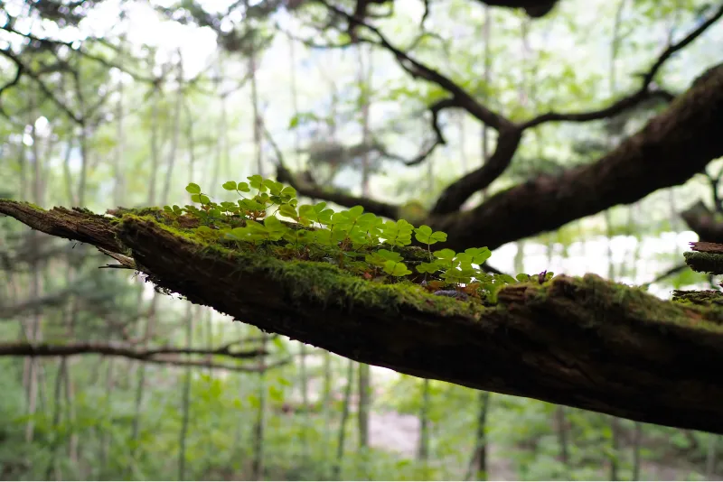 On a broken tree, many small buds are nurturing their growth.