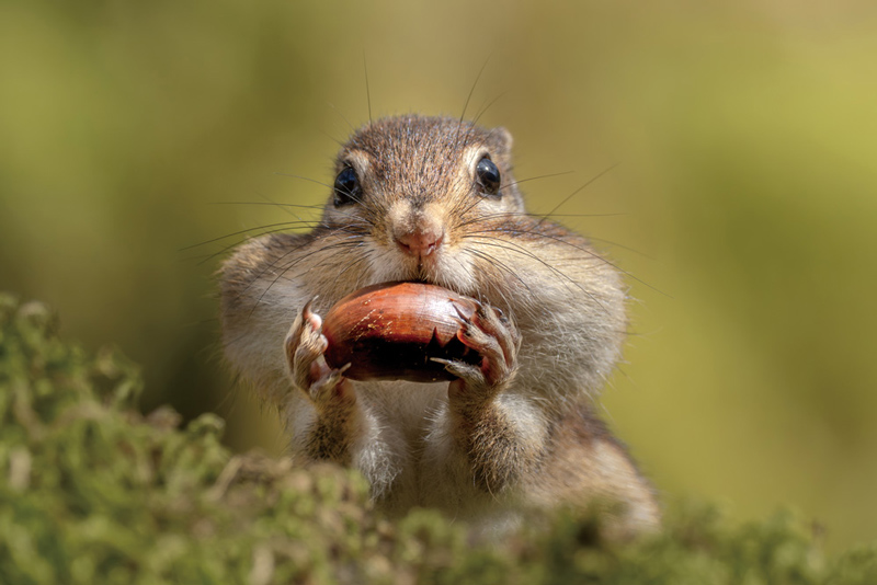 A squirrel eating an acorn
