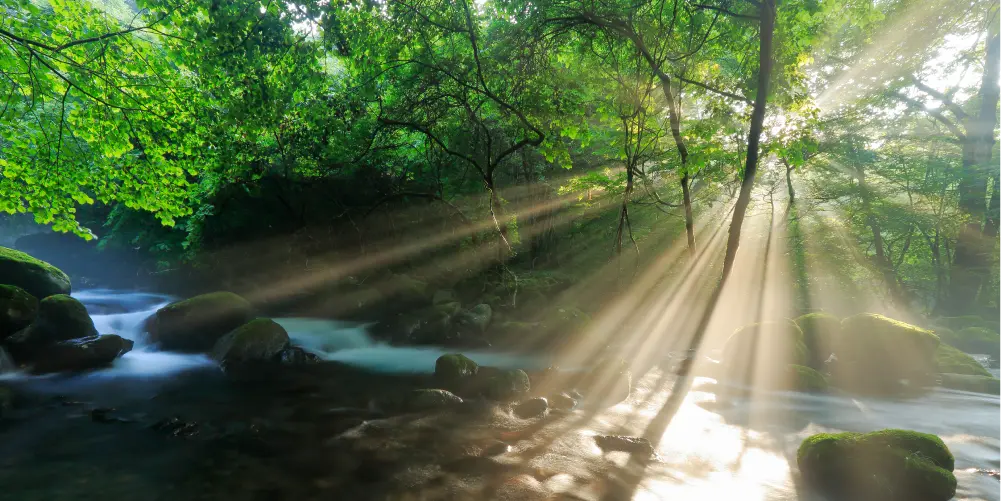 Sunlight filters through the trees of the forest, where a pristine river flows.