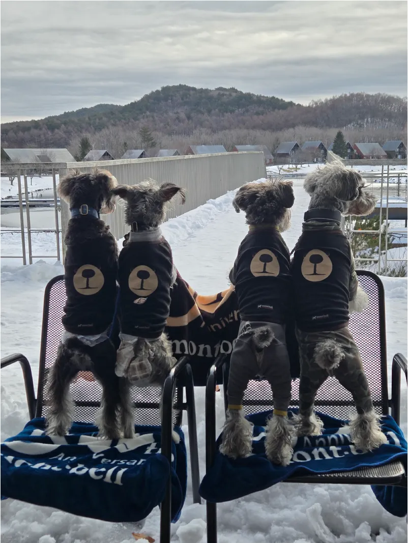 A rear view of four dogs standing in a row on two chairs, wearing matching Montabear T-shirts.