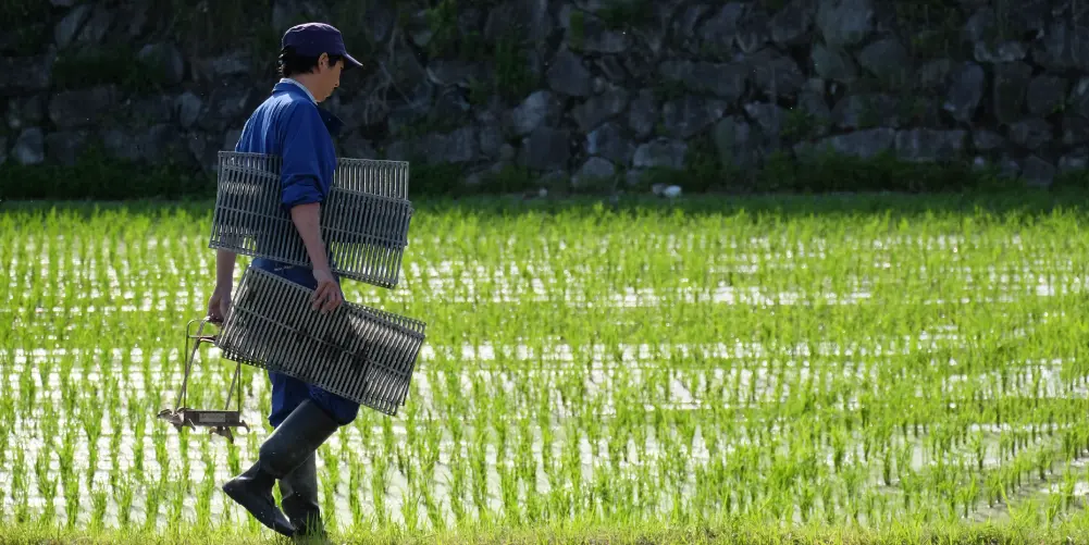 A man is engaged in rice planting work.