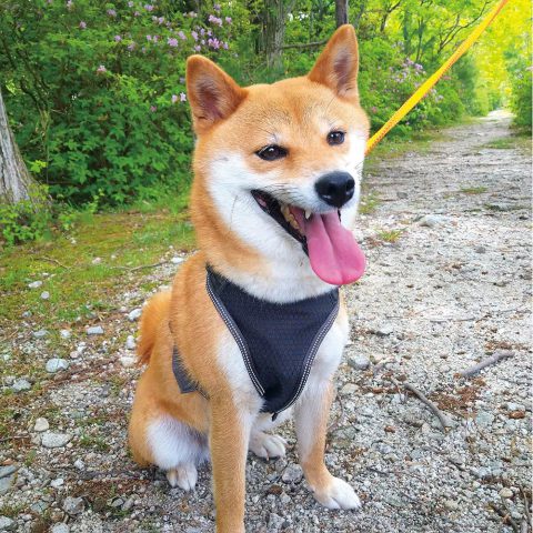 Mesh Dog Harness S
