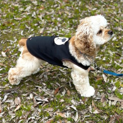 Wickron Dog Shirt Monta Bear Face Large