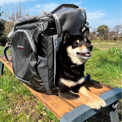 Dog Carrying Pack L