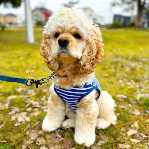 Wickron Dog Shirt Large