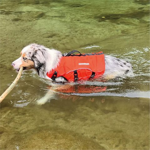 Dog Floatation Vest Small