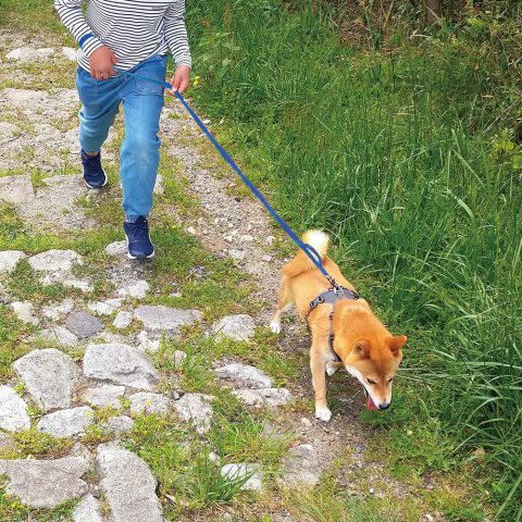 Stretch Dog Lead