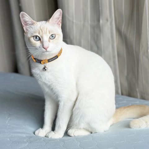 Cat Collar