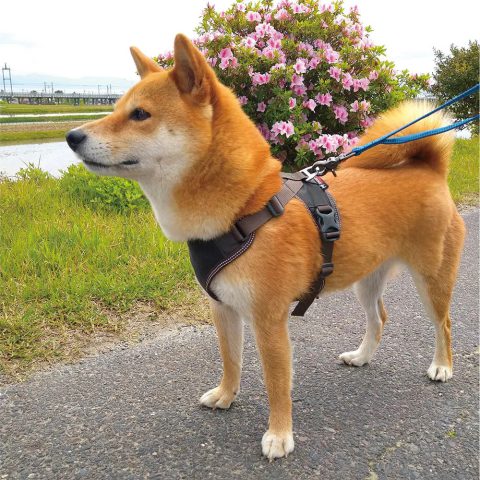 Mesh Dog Harness S